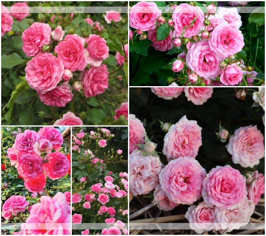 Amica róże okrywowe